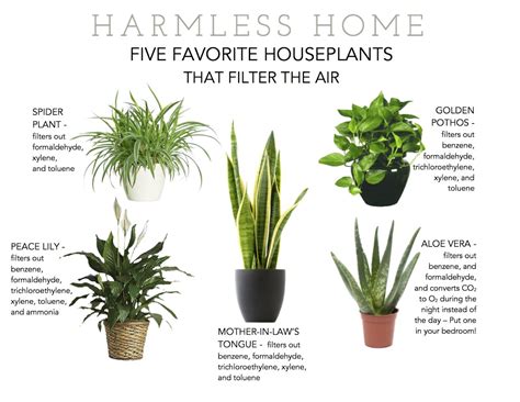 filter+plants.tiff 1,600×1,236 pixels | Plants, Indoor air purifying plants, Best air purifying ...