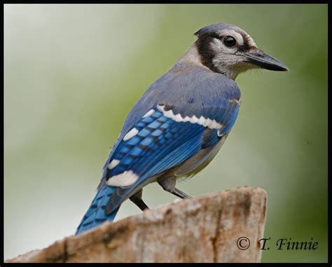 Blue Woodpecker Bird