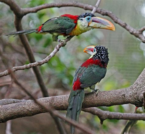 Ramphastidae - Toucans, Barbets, Toucanets, Aracaris Photo Gallery | Wildlife Journal Junior