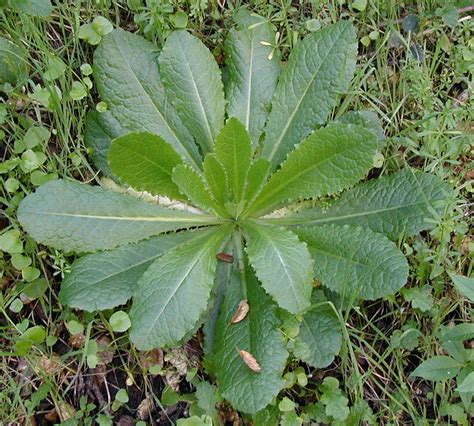 CalPhotos: Lactuca virosa; Bitter Lettuce