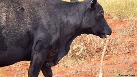 Cow Spotted Eating Snake in Australia | Coast to Coast AM