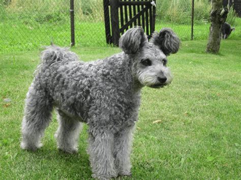 Pumi - Temperament, Lifespan, Shedding, Puppy