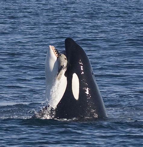 Killer whale grabs young elephant seal between its teeth