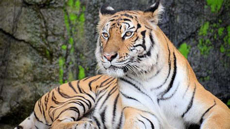 Orange and Black Animals - NWF | Ranger Rick