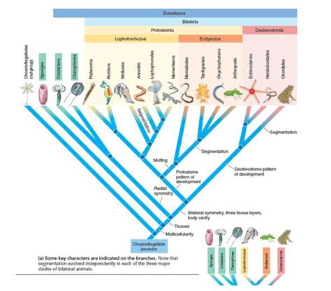 Cladogram Template