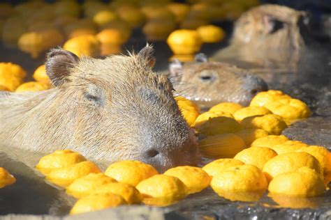 The Original Capybara Open-air Bath Experience Celebrates 40th Anniversary in Izu | MOSHI MOSHI ...