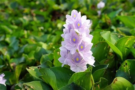 Water Hyacinth Care – Ultimate Guide - The Garden Style