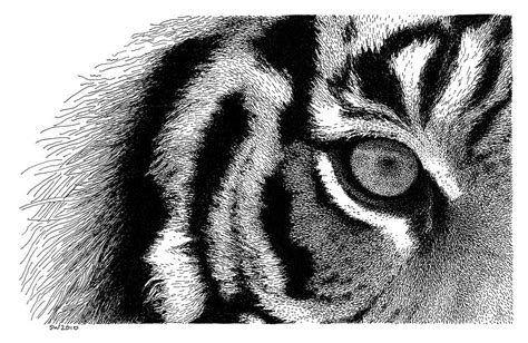 Eye Of The Tiger Drawing by Scott Woyak