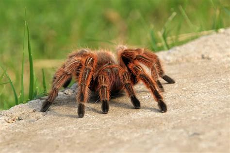 Chilean Rose Tarantula | Grammostola Rosea Care Guide - The Pet Savvy