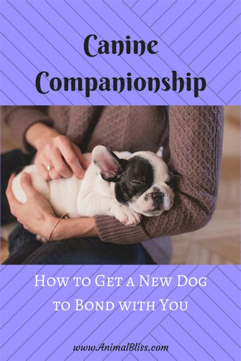 Canine Companionship: How to Get a New Dog to Bond with You