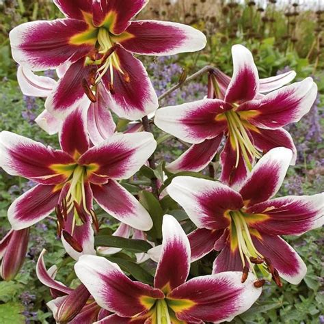 Oriental Lily Bulbs (Miss Lily) real thriller in the garden .Perennial1 ...