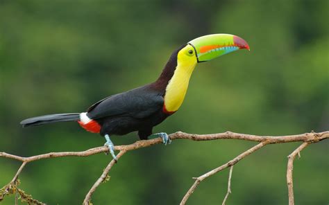 Toucan Parrot Bird Tropical Wallpaper Hd 4256x2832 : Wallpapers13.com