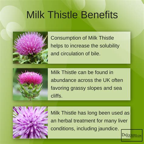 Milk Thistle: 6 Amazing Health Benefits - DrJockers.com