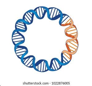 Designed Plasmid Vector