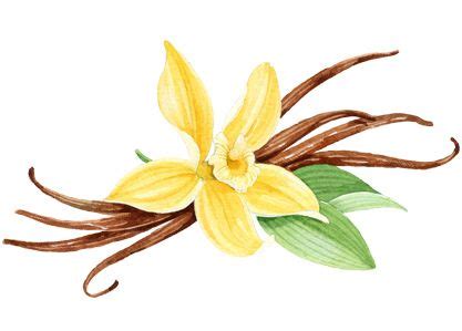 Vanilla flower clipart 20 free Cliparts | Download images on Clipground 2024