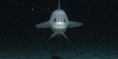 Researchers Take On Kermadec Trench Dive To Find Unknown Deep-Sea ...