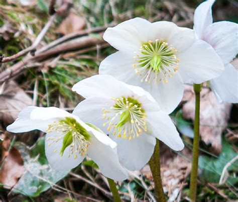 Christmas Rose Helleborus Niger Seeds