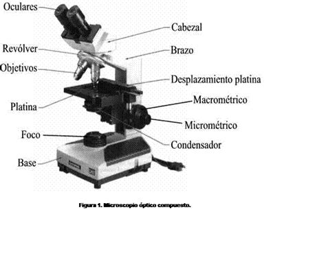 Renacimiento cobre templado microscopio optico binocular y sus partes ...