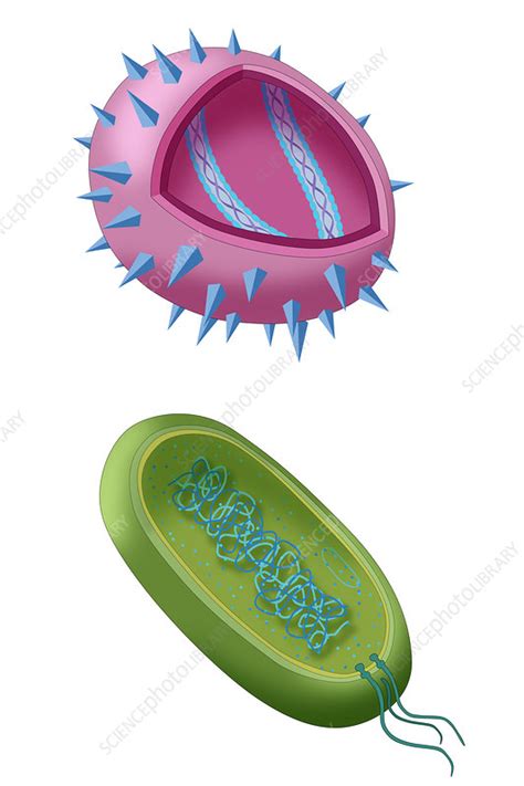 Virus and Bacteria Diagram - Stock Image - C027/9466 - Science Photo Library