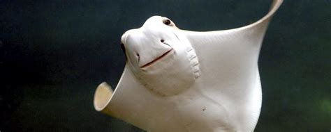 Cownose Stingray – "OCEAN TREASURES" Memorial Library