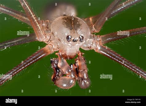 Cellar spider, Pholcus phalangioides, highly magnified portrait showing palps, mandibles, eyes ...