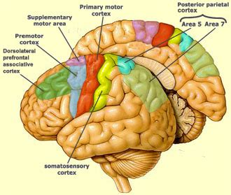 THE BRAIN FROM TOP TO BOTTOM