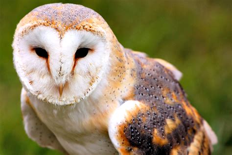 Barn Owl Facts! | Always Learning!