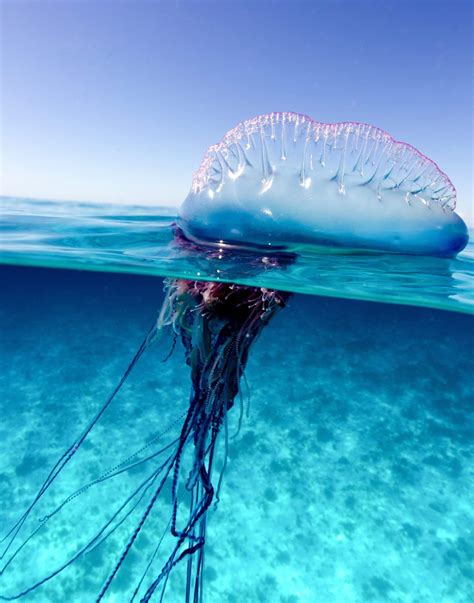 Armada of ‘deadly’ Portuguese Man O’ War jellyfish invade Spanish beaches | Portuguese man o ...