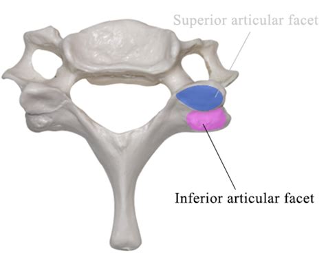 Inferior Articular Facet