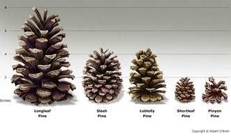 Gymnosperm Cone Male Vs Female