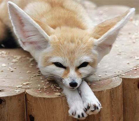 This is a African Fennec Fox, The Cleveland Zoo has one o… | Flickr