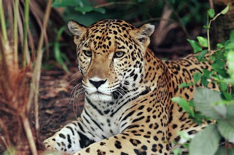 Jaguar Panthera Onca Hunting Photograph by Michael & Patricia Fogden