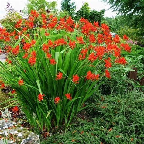 Crocosmia Bulbs - Lucifer Pre-Sale Now; Ships Spring 2020 | Planting ...