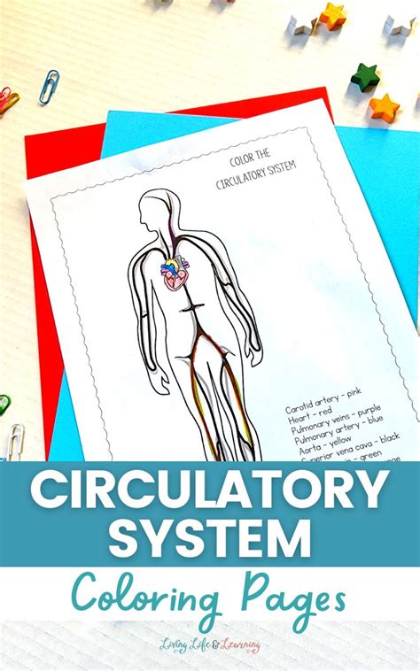 Circulatory System Coloring Pages