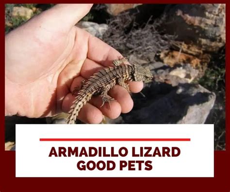 Ultimate Armadillo Lizard Care Guide for Beginners