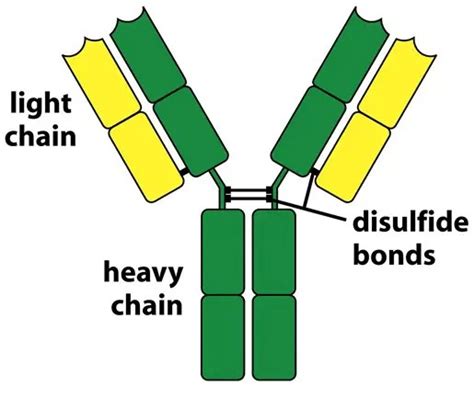 Immunoglobulin Structure and Classes • Microbe Online