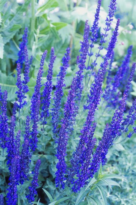 14 Great Landscape Plants With Purple Flowers