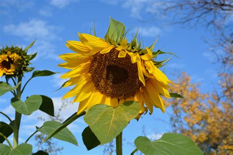 Sunflower: A symbol of hope for Ukraine – Visions of Transition