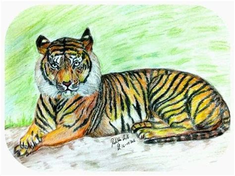 Colour Pencil Drawing - Tiger at Rs 2500/piece | Pencil Sketch in Tiruchirappalli | ID: 15078626688