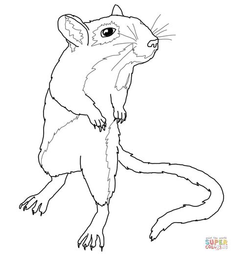 Gerbil Mouse coloring page | Free Printable Coloring Pages