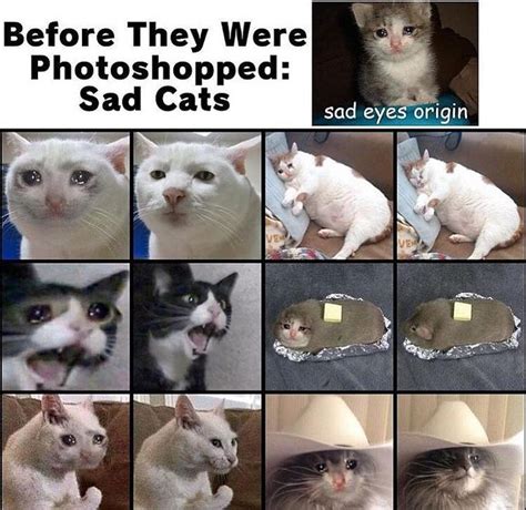 Crying Cats Before Photoshop | Crying Cat | Know Your Meme