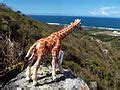 Category:Mount Coolum National Park - Wikimedia Commons