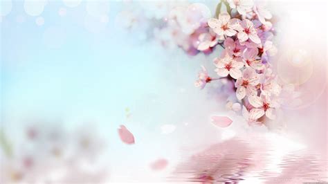 Peach Blossom Wallpapers - Top Free Peach Blossom Backgrounds ...