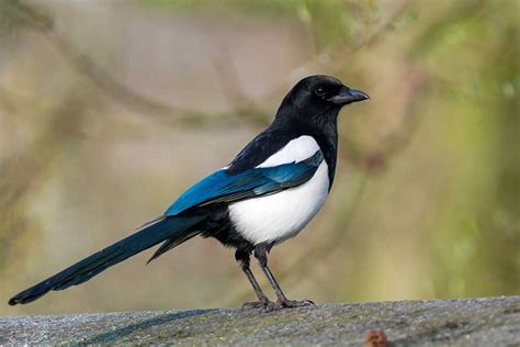 Magpie - www.birdwords.co.uk