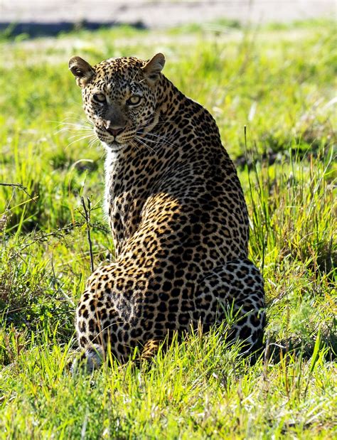 Wild Cats of Africa - Their Unique Characteristics - Going on Safari | African wild cat, African ...