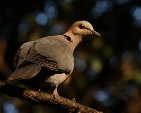 Red-eyed dove - Facts, Diet, Habitat & Pictures on Animalia.bio