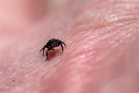 Small Spider in Hand image - Free stock photo - Public Domain photo - CC0 Images