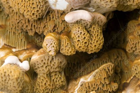 Dry rot fungus - Stock Image - C005/3134 - Science Photo Library