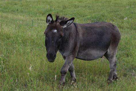 Donkey Farm Animal Free Stock Photo - Public Domain Pictures