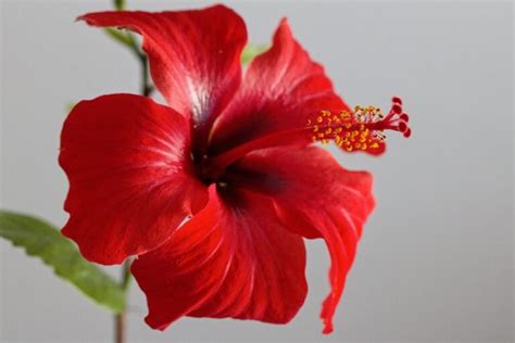 How to Grow Hibiscus (Gudhal) | Agrojiva